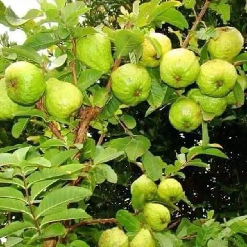 Gardening tips: अमरुद के पेड़ में 2 मुट्ठी यह डाले, अनगिनत आएंगे फल। Gardening tips: अमरुद के पेड़ में 2 मुट्ठी यह डाले, अनगिनत आएंगे फल।
