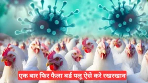 Bird Flu