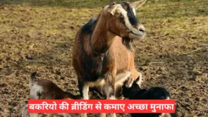 Goat Farming