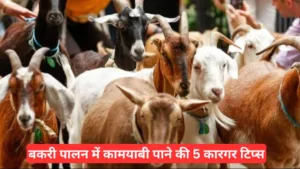 Goat Farming Business Idea