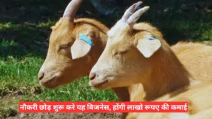 Goat Farming Business Idea