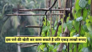 Paan ki kheti  पान की खेती