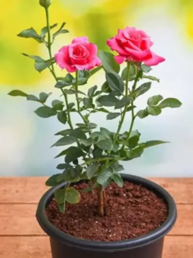 Gardening tips: तुलसी के पौधे में एक चम्मच डालें ये चीज