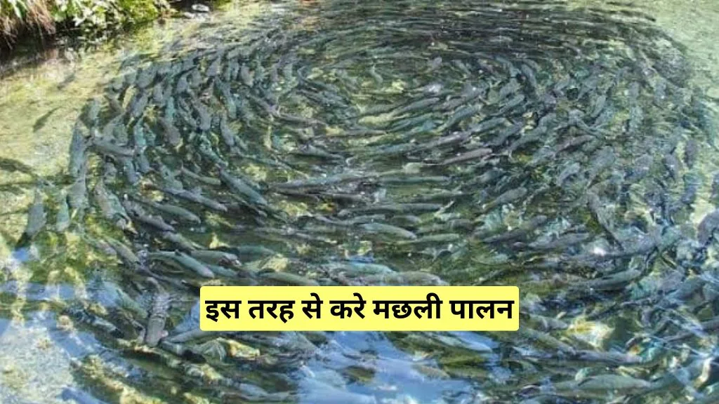 खेती के साथ कर सकते है मछली पालन, सालाना होंगी लाखो रूपए की कमाई। खेती के साथ कर सकते है मछली पालन, सालाना होंगी लाखो रूपए की कमाई।