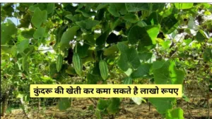 kundru ki kheti