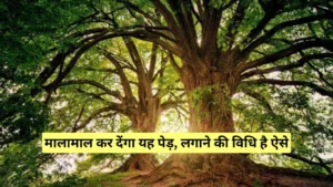 अफ्रीकन ब्लैक वुड की खेती