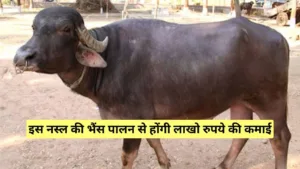 भदावरी भैंस