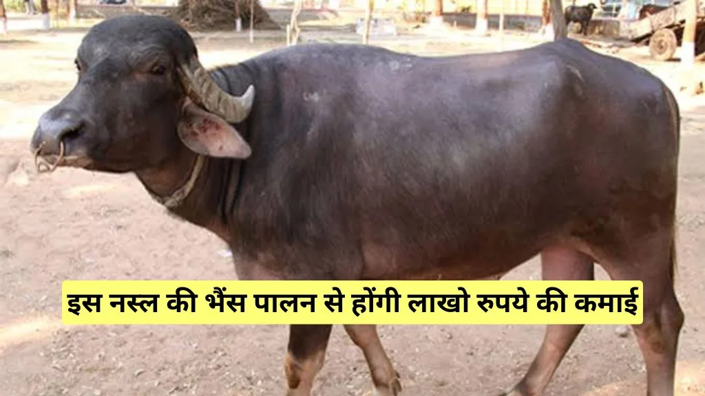 भदावरी भैंस
